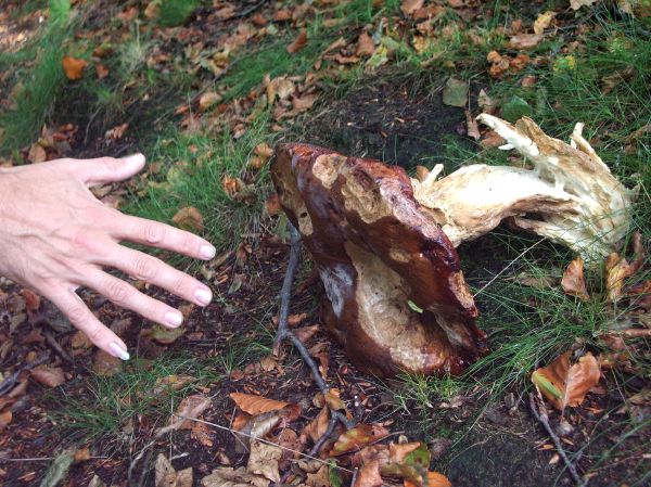 IMGP3378 Monster shroom in the woods